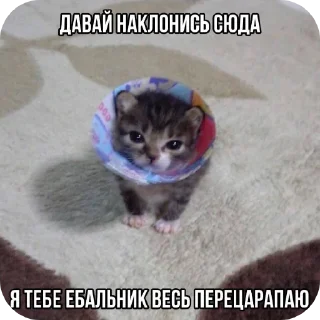 👍 emoji Хз     Стикеры:@Bobrik228911 Telegram sticker 21 of 120