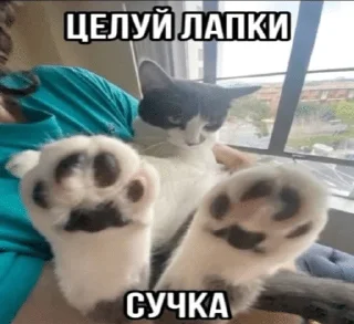 Sticker from матные котеке