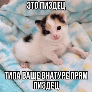 Sticker from матные котеке