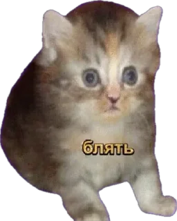 Sticker from Cringe and cats