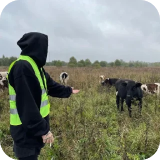 🐄 emoji это ты это я между нами молния Telegram sticker 12 of 54