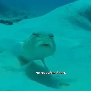 Sticker from ПИЗДЕЦ НАХУЙ БЛЯТЬ
