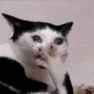 😭 emoji бурда какая-то Telegram sticker 7 of 31
