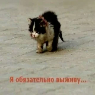 💀 emoji бурда какая-то Telegram sticker 10 of 31