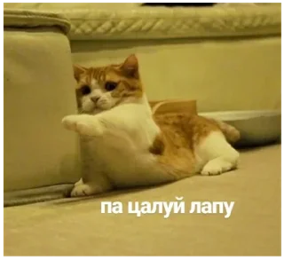 🐾 emoji @Madinka_m стики часть 2 Telegram sticker 3 of 73