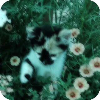 🐱 emoji Котики на все случаи жизни Telegram sticker 9 of 77