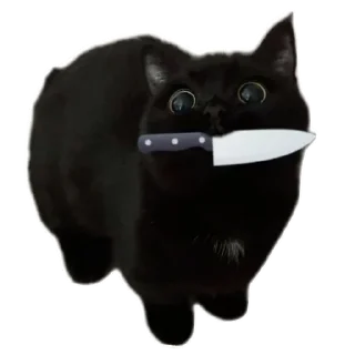 🐱 emoji Котики на все случаи жизни Telegram sticker 17 of 77
