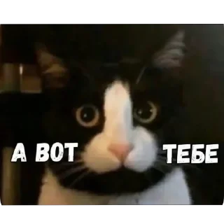 🖕 emoji Котики на все случаи жизни Telegram sticker 10 of 77