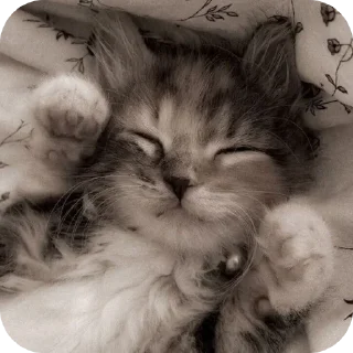 🐱 emoji Котики на все случаи жизни Telegram sticker 20 of 77
