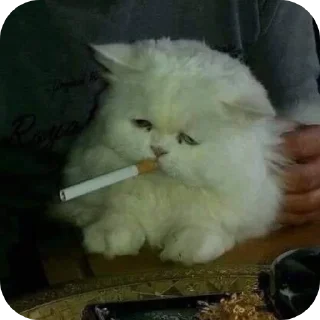 🚬 emoji Котики на все случаи жизни Telegram sticker 7 of 77