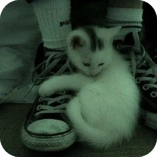 😣 emoji Котики на все случаи жизни Telegram sticker 18 of 77