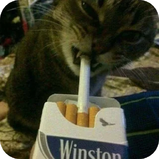 🚬 emoji Котики на все случаи жизни Telegram sticker 5 of 77