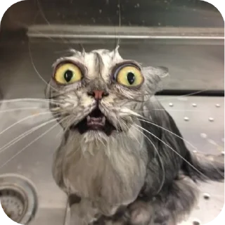 😱 emoji Котики на все случаи жизни Telegram sticker 22 of 77