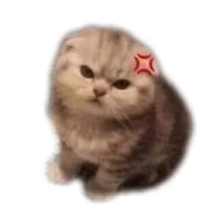 🐱 emoji Котики на все случаи жизни Telegram sticker 19 of 77