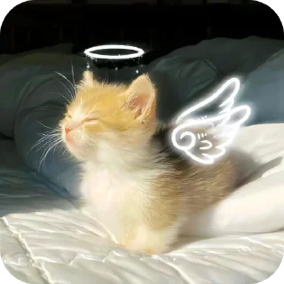 🐱 emoji Котики на все случаи жизни Telegram sticker 11 of 77