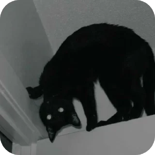 🐱 emoji Котики на все случаи жизни Telegram sticker 16 of 77