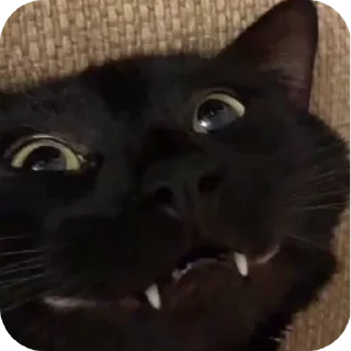 🐱 emoji Котики на все случаи жизни Telegram sticker 15 of 77