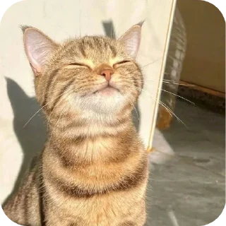 🐱 emoji Котики на все случаи жизни Telegram sticker 21 of 77