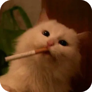 🚬 emoji Котики на все случаи жизни Telegram sticker 8 of 77