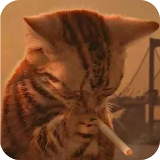 🚬 emoji Котики на все случаи жизни Telegram sticker 6 of 77