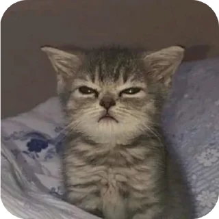 😠 emoji Котики на все случаи жизни Telegram sticker 24 of 77