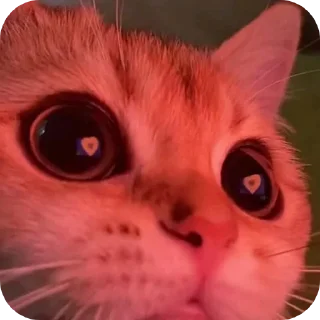 🐱 emoji Котики на все случаи жизни Telegram sticker 23 of 77