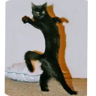 🐱 emoji Котики на все случаи жизни Telegram sticker 13 of 77
