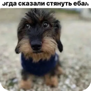 👍 emoji создал щовель @Wertystann Telegram sticker 2 of 19