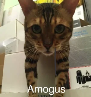 🐈 emoji Мемесы Telegram sticker 8 of 120