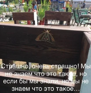 😶 emoji Мемесы Telegram sticker 14 of 120