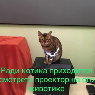 📽 emoji Мемесы Telegram sticker 17 of 120