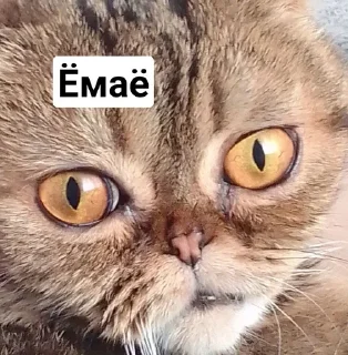 😳 emoji Mira andnyusha Telegram sticker 8 of 30