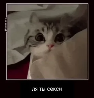 Sticker from куны сила ➡️ @Ctikerubot