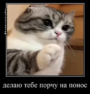 😁 emoji куны сила ➡️ @Ctikerubot Telegram sticker 19 of 55