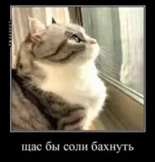 😔 emoji куны сила ➡️ @Ctikerubot Telegram sticker 12 of 55