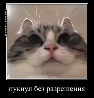 😎 emoji куны сила ➡️ @Ctikerubot Telegram sticker 7 of 55