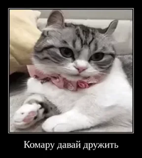 😁 emoji куны сила ➡️ @Ctikerubot Telegram sticker 8 of 55