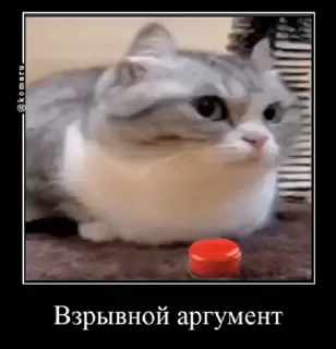 🤯 emoji куны сила ➡️ @Ctikerubot Telegram sticker 11 of 55