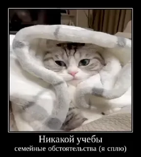 😪 emoji куны сила ➡️ @Ctikerubot Telegram sticker 15 of 55