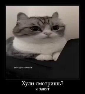 😎 emoji куны сила ➡️ @Ctikerubot Telegram sticker 9 of 55