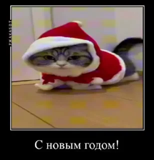 🥳 emoji куны сила ➡️ @Ctikerubot Telegram sticker 17 of 55