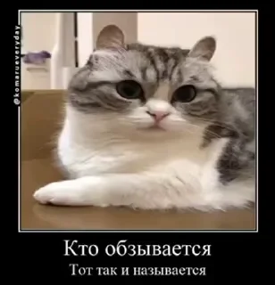 😎 emoji куны сила ➡️ @Ctikerubot Telegram sticker 13 of 55