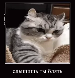 😒 emoji куны сила ➡️ @Ctikerubot Telegram sticker 21 of 55