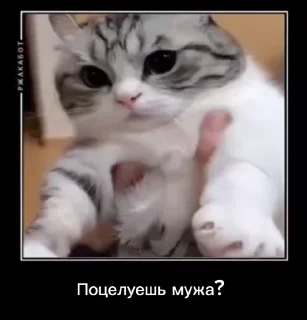 Sticker from куны сила ➡️ @Ctikerubot