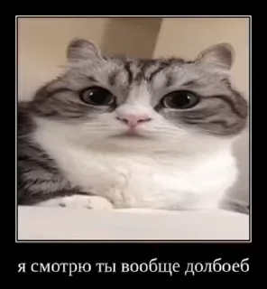 😒 emoji куны сила ➡️ @Ctikerubot Telegram sticker 23 of 55