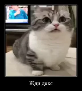 😁 emoji куны сила ➡️ @Ctikerubot Telegram sticker 22 of 55