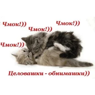 🐱 emoji ника by @sticat_app Telegram sticker 9 of 34