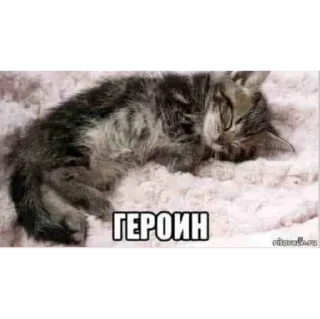 🐾 emoji ника by @sticat_app Telegram sticker 8 of 34