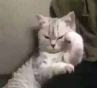 😾 emoji @Krml1 @DTOUserBot Paketi 1 Telegram sticker 4 of 120