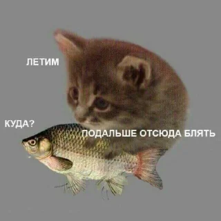 😭 emoji котональное вторжение члена 2 Telegram sticker 14 of 51